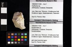 Foto (Objket + Etiketten) von Longodromites angustus (Reuss 1858) 